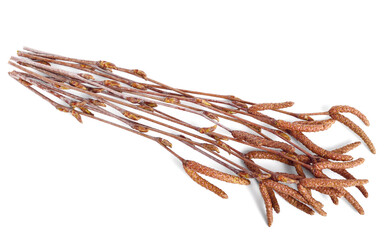 Obraz premium A Bunch of Birch Tree (Betula Pendula) Twigs with Medicinal Buds and Catkins. Also known as Silver Birch, Warty Birch, European White or East Asian White Birch. Isolated on White.