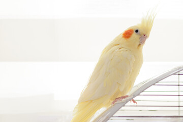 Yellow nymph cockatiel parrot on cage bird at home.