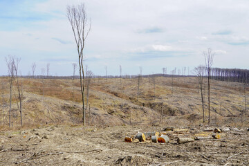 Industrial deforestation in early spring
