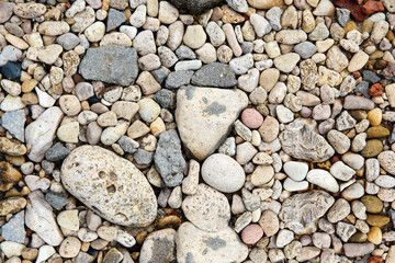 Seashell stones of different sizes on the ground. Top view