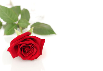 A scarlet rose lies on a white background.