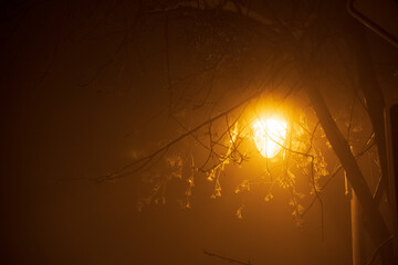 The city lights in a winter town. Foggy and snowy weather. Trees with white frost