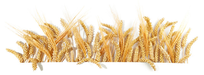 Getreide und Ähren wie Weizen und Gerste freigestellt - Getreideähren Hintergrund weiß