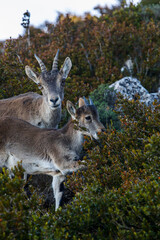Mountain goat in Ports de Beseit, Tarragona, Spain