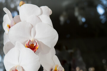 flower of a white orchid on a dark background