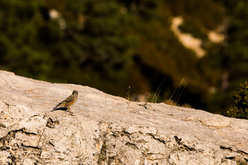Rock sparrow (Petronia Petronia) in Ports de Beseit, Tarragona, Spain