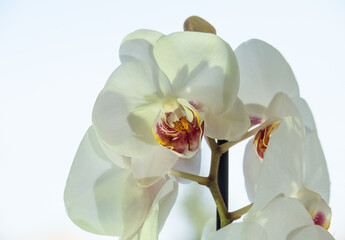 Fototapeta na wymiar flower of a yellow-greenish orchid