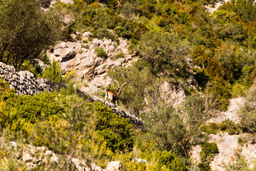 Mountain goat in Ports de Beseit, Tarragona, Spain