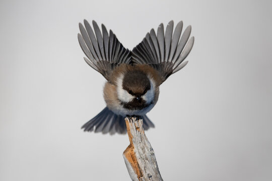 Boreal tit