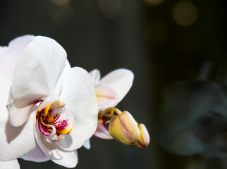 Fototapeta na wymiar white orchid and its heart