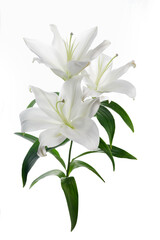 Beautiful white lily isolated on white background.