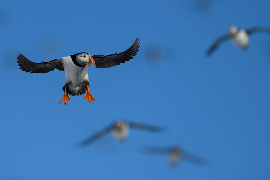 Puffin fly in blue sky