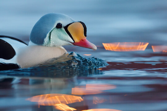 King eider duck and reflection in water