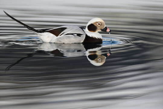 Long-tailed duck in water