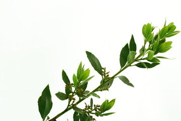Green spring leaf, fresh tree branch, spring garden flora, isolated on white 