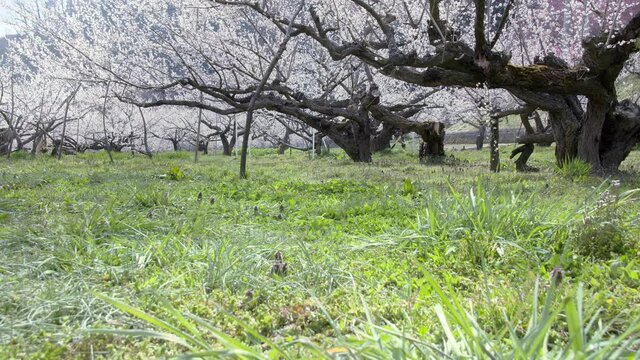 ろうかく梅園の梅の花をローアングルでスライダー撮影