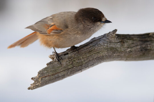 Siberian jay on a tree branch