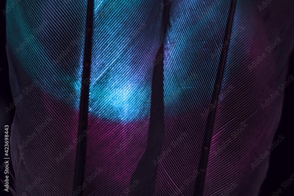 Poster Bird blue and purple feather. Beautiful background texture pattern for design. Macro photography view..