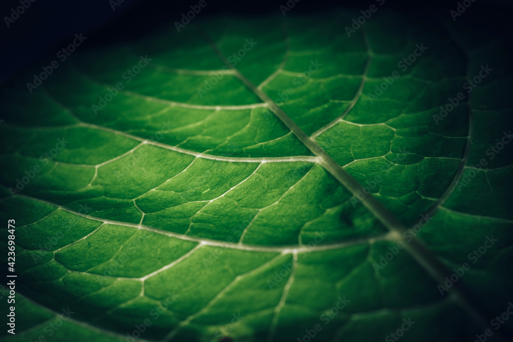 Poster Beautiful leaf on a black pattern background texture for design. Macro photography view...