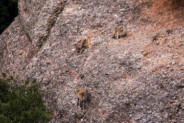 Mountain goat in Montserrat mountain, Barcelona, Spain
