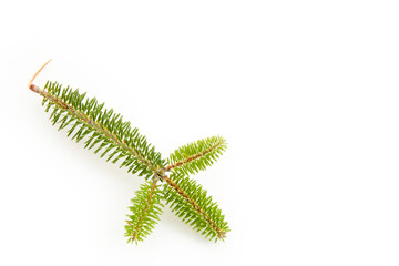 fir tree branch on a white background