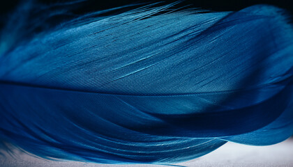 Beautiful Blue trends feather pattern texture background. Macro photography view..