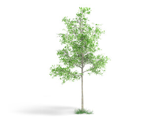 Young beautiful tree isolated on white background. 3d illustration