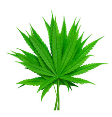 Fresh Cannabis leaf, marijuana leaves siolated on white background with clipping patn