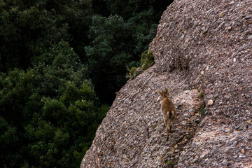 Mountain goat in Montserrat mountain, Barcelona, Spain