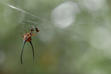 Long Horned Spider in web spider