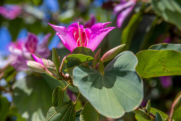 tree Bauhinia variegata Orchid tree blooming in springtime on sunny day
