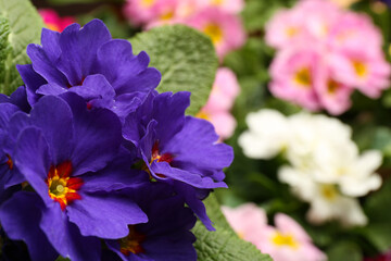 Beautiful primula (primrose) plant with purple flowers on blurred background, space for text. Spring blossom