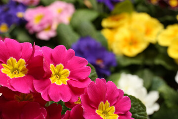 Beautiful primula (primrose) plant with pink flowers on blurred background, space for text. Spring blossom