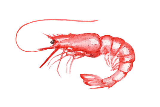 seafood's watercolor illustration isolated red lobster crabs shrimp pattern