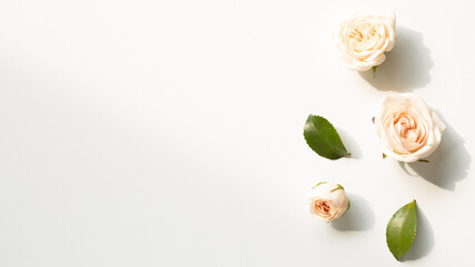 Fresh rose flowers on white background. floral decoration. flat lay, top view, copy space