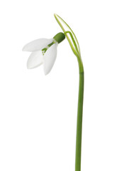 Beautiful snowdrop isolated on white. Spring flower