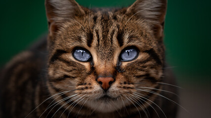 beautiful cat portrait. close-up animal