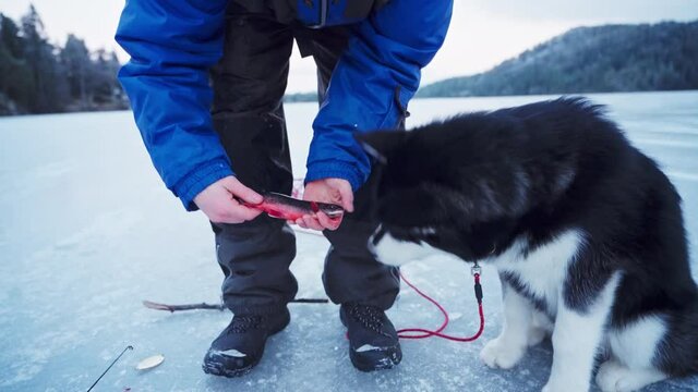 Person Holding Freshly Catch Fish And Smelled By His Alaskan Malamute Dog Pet In Winter At Trondheim, Norway. - Close Up Shot
