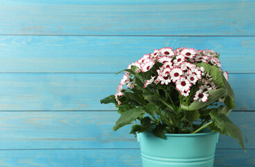 Beautiful cineraria flowers in pot on light blue wooden background. Space for text
