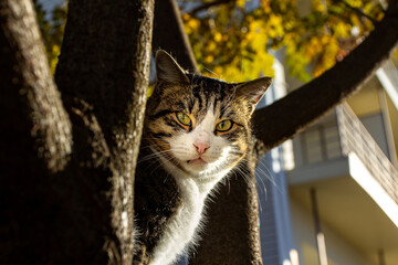 A street cat sits on a tree