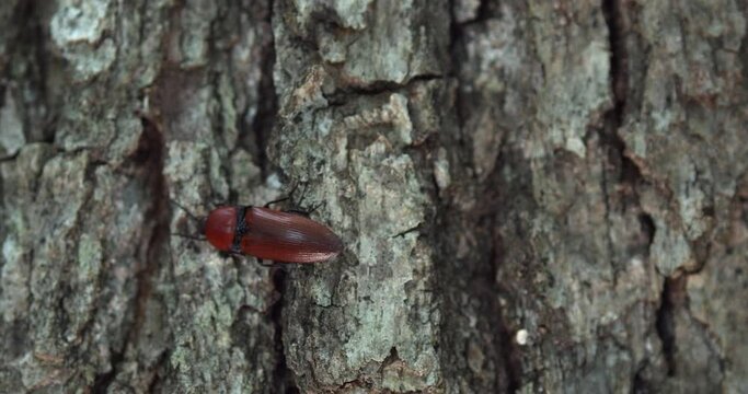 Elater ferrugineus, the rusty click beetle on the tree bark