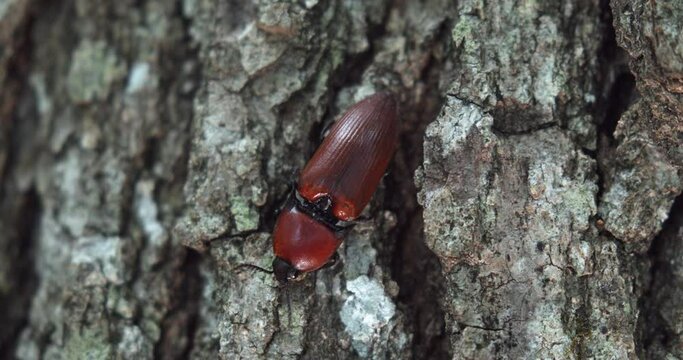 Elater ferrugineus, the rusty click beetle on the tree bark