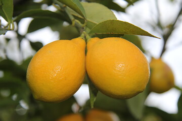 Lemons on a branch in Abkhazia