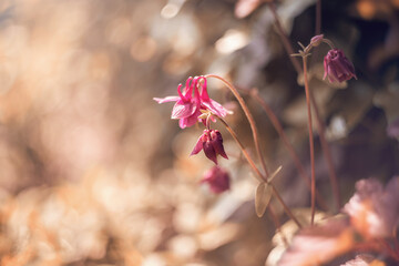 Różowe i malinowe kwiaty orlików na rozmytym tle. Columbine flowers. Sezon wiosenny w ogrodzie.