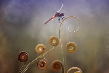 All about Story of Dragonflies
