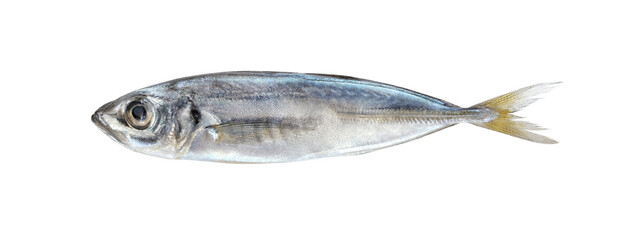 Horse mackerel, fish, one isolated on white background with clipping path.