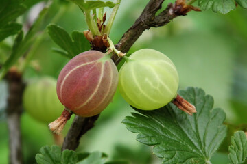 Gooseberries. Unripe and ripe berries.