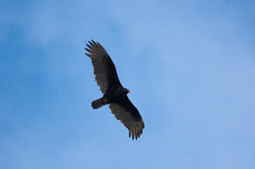 Turkey Vultures flying under blue skies