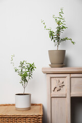 Potted pomegranate plants with green leaves near white wall