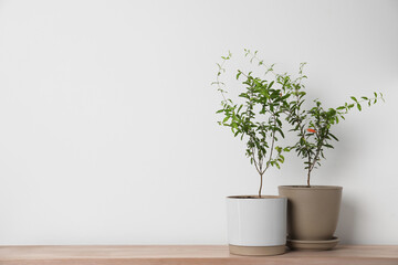 Pomegranate plants with green leaves in pots on wooden table near white wall, space for text